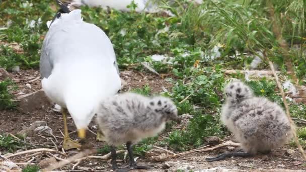 Two Ring-billed Gull young with adults — Stock Video