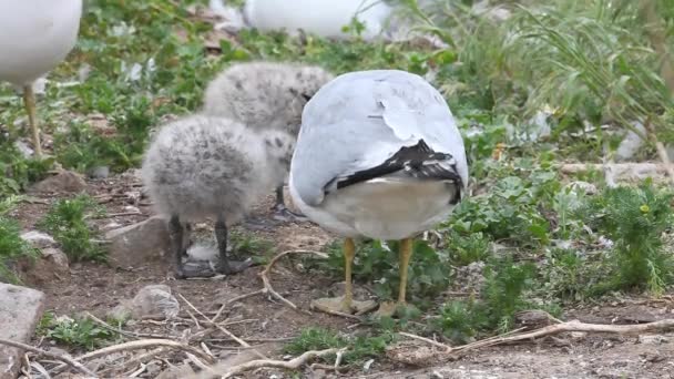 Ring-billed Gull young with adults — Stock Video