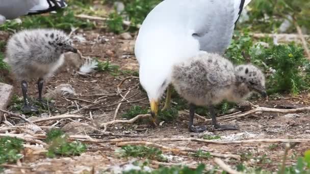 Pair of Ring-billed Gull chicks with parent — Stock Video