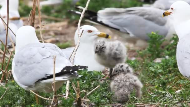 Ringnäbbad mås kycklingar med förälder — Stockvideo