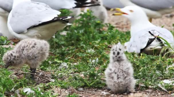 Two Ring-billed Gull chicks with parent — Stock Video