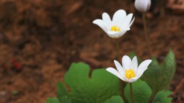 güzel bloodroot kır çiçeği, sanguinaria canadensis