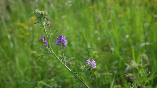 Une fleur bleue de luzerne, Medicago sativa, dans un champ — Video