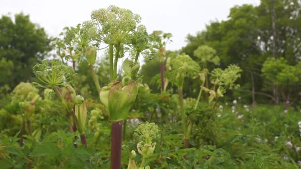 La planta de Angélica muy alta — Vídeos de Stock