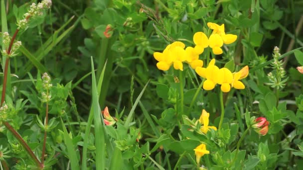 Vogels voet klaverbladknoop, lotus corniculatus. vaak gezien langs de weg in Noord-Amerika — Stockvideo