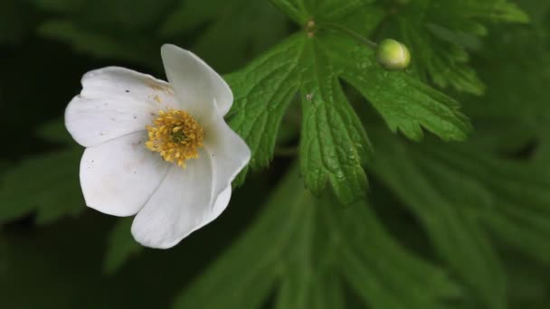 Anemon Kanada, anemone canadensis, z ciemno zielonych liści — Wideo stockowe