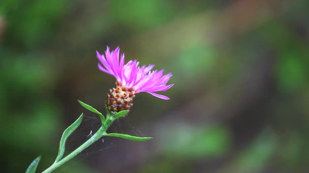 Vanliga loppor, Pulicaria dysenterica — Stockvideo