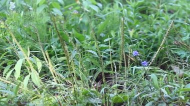 creeping charlie bitki, zemin-sarmaşık, glechoma hederacea