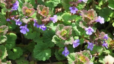 creeping charlie bitki, zemin-sarmaşık, glechoma hederacea.
