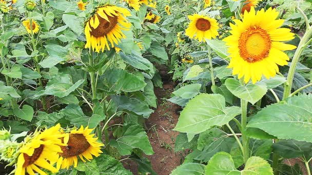 Sonnenblume, Helianthus annuus, mit blauem Himmel dahinter — Stockvideo