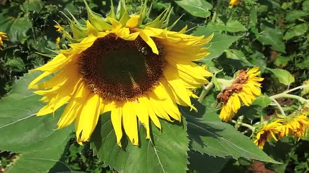 Tournesol commun, Helianthus annuus, par une journée ensoleillée 