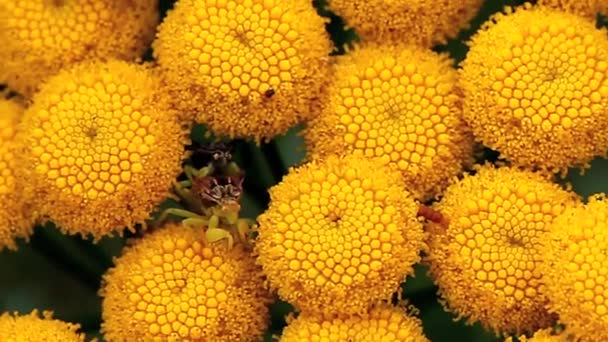 La planta común de tanaceto, Tanacetum vulgare — Vídeos de Stock