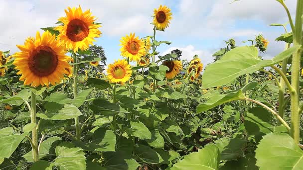 Girasol común, Helianthus annuus, en un día de verano brillante — Vídeos de Stock