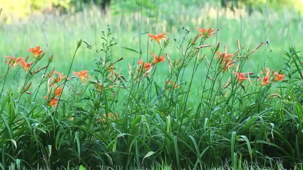 The Day Lily, una flor común escapada al borde de la carretera — Vídeo de stock