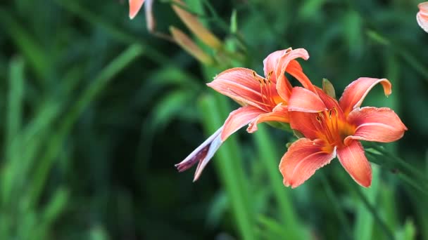 The Day Lily, una flor común introducida — Vídeos de Stock