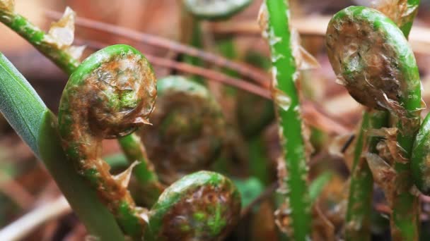 Fiddleheads o Fiddlehead greens son las frondas arrugadas de un helecho joven — Vídeo de stock