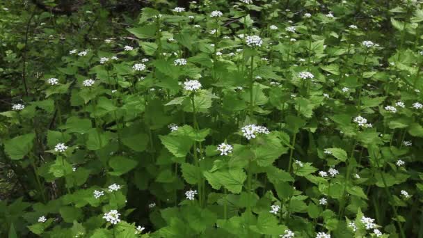 Vitlök senap, alliaria petiolata, en invasiva växt — Stockvideo