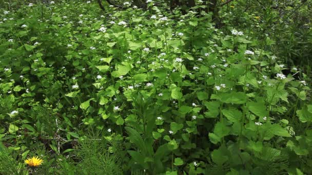 Invasiver Knoblauchsenf, Alliaria petiolata — Stockvideo