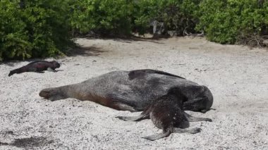 Galapagos deniz aslanı, Zalophus wollebaeki, genç Hemşirelik