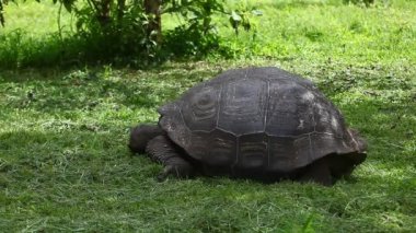 Galapagos kaplumbağası, Geochelone, nigra, Görünümü Kapat