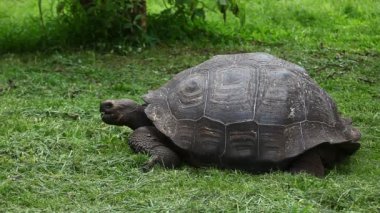 Galapagos kaplumbağası, Geochelone, nigra, yavaş hareket