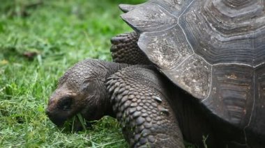 Galapagos kaplumbağası, Geochelone, nigra, besleme