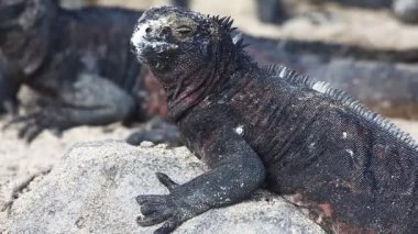Deniz Iguana, Amblyrhynchus cristatus, Galapagos