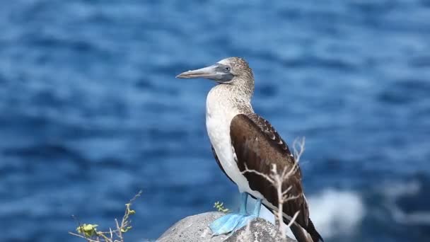 Booby de pés azuis, Sula nebouxii, nas Ilhas Galápagos — Vídeo de Stock