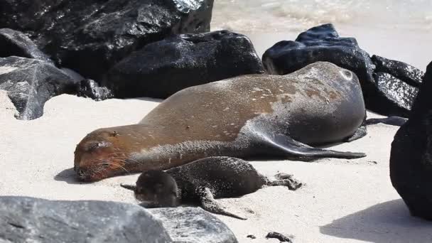 León marino de Galápagos, Zalophus wollebaeki, con jóvenes — Vídeo de stock