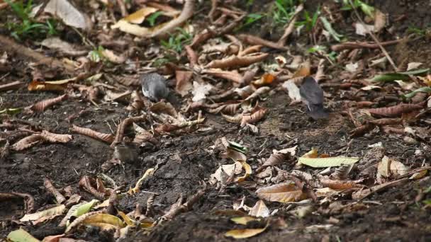 Small Ground Finch, Geospiza fuliginosa, с Галапагосских островов — стоковое видео