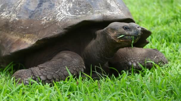 Galápagos Tortuga, Geochelone, nigra, primer plano — Vídeo de stock