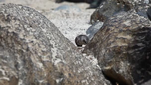 Hood Mockingbird, Mimus macdonaldi, Galapogosista — kuvapankkivideo