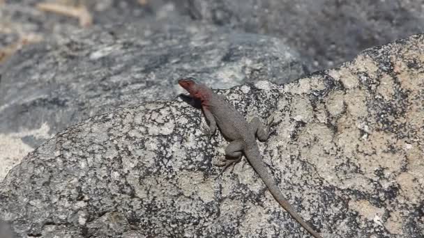Lava Lizard, Tropidurus grayi, from the Galapagos — Stock Video