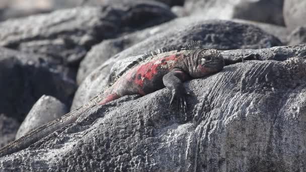 La Iguana Marina, Amblyrhynchus cristatus, de las Islas Galápagos — Vídeos de Stock