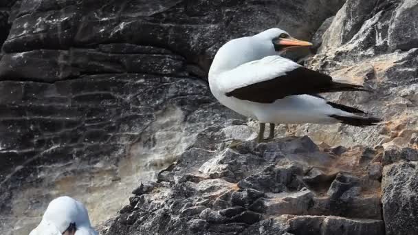 The Nazca Booby, Sula granti, from the Galapagos — Stock Video