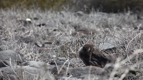 Bir el salladı Albatros piliç Galapagos adalarından Phoebastria irrorata — Stok video