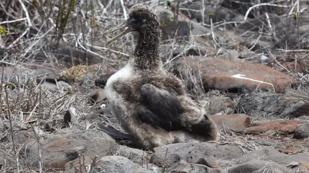 Waved Albatross Chick, Phoebastria irrorata, from the Galapagos Islands — Stock Video