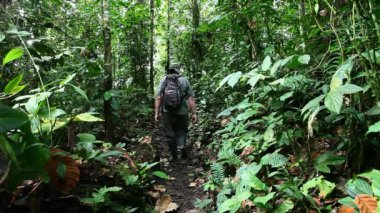 Adam Amazon orman yolu yürür