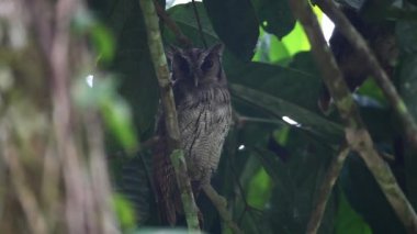 Tropikal Screech baykuş, Megascops choliba, roosting