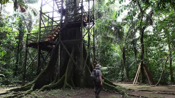 El hombre en Amazon camina hacia un árbol enorme — Vídeos de Stock