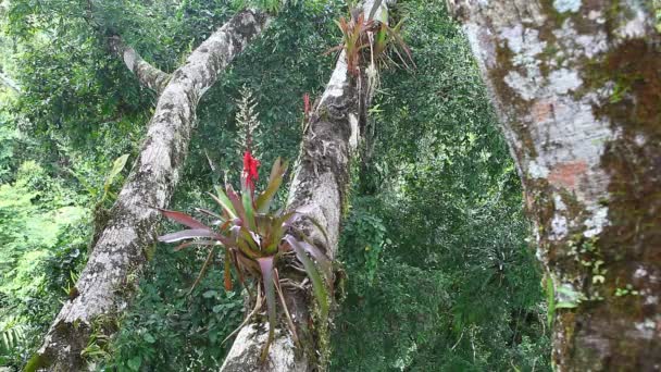 Bright flowers grow in the forest canopy — Stock Video