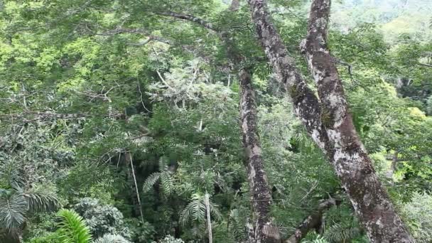 Vue sur le couvert forestier en Amazonie 