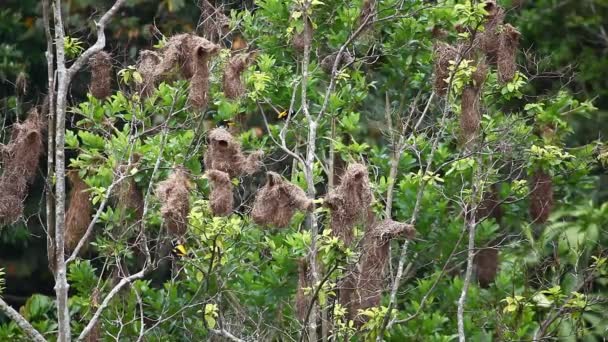 Gul-rumped indianhövding, Cacicus cela, med hängande Bon — Stockvideo