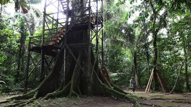 Człowiek w Amazon odchodzi od ogromne drzewo — Wideo stockowe