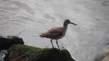 Willet Pasifik Okyanusu kıyısında tarafından
