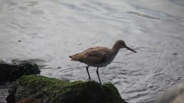 Willet Pasifik kıyısında tarafından