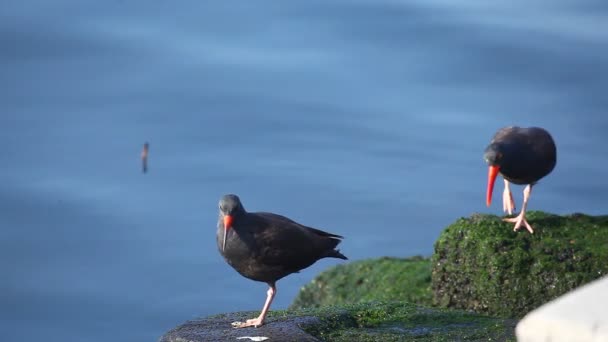 Black Oystercatcher on the rocks of the Pacific Ocean — Stock Video