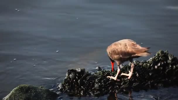 Black Oystercatcher on the shore of the Pacific Ocean — Stock Video