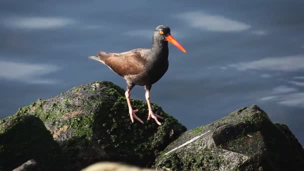 Um preto Oystercatcher pries abrir uma concha e come — Vídeo de Stock