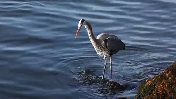 Ein großer blauer Reiher wartet auf eine Mahlzeit, um vorbeizuschwimmen — Stockvideo